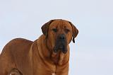TOSA INU 286